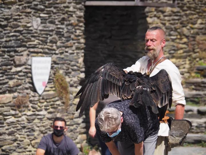 Birds of prey show at Chateau de La Roche-en-Ardenne (Belgium)